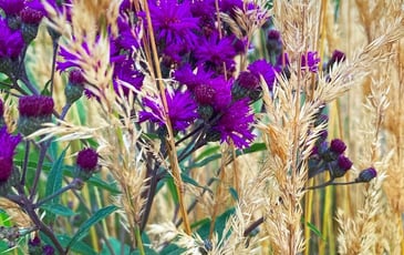 Visite libre des jardins