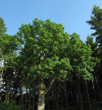 Exposition de photographies sur le patrimoine naturel